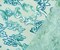 Teal-Blue Nylon Baroque Vine Sequined Stretch Spandex Tulle Mesh Fabric By the Yard